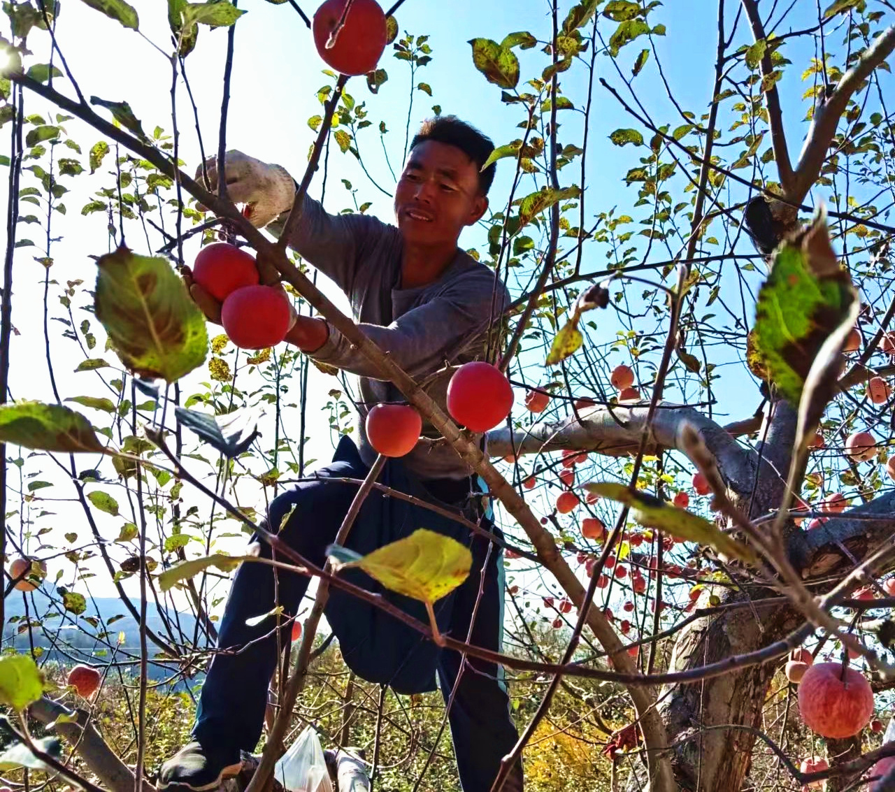 鏂扮枂鏋滃洯鏋滃啘閲囨憳鍏嬭幈鍥犵孩鑻规灉鍔╁姏涔℃潙鎸叴